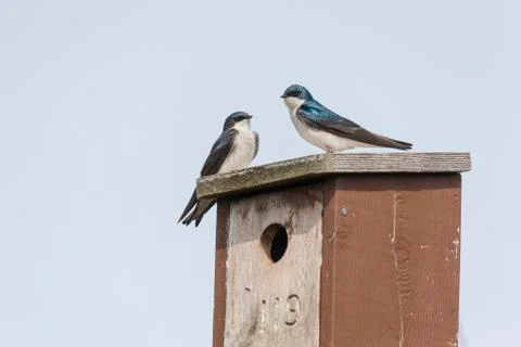 Tree swallow bird Stock Photos