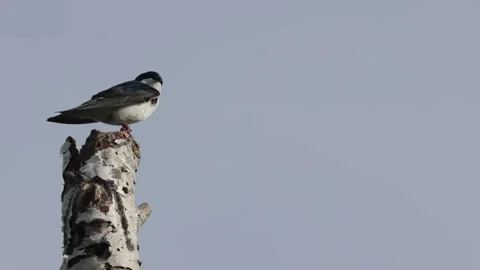 Tree swallow bird preening feathers while perched on a tree stump in spring Stock Footage 325611795