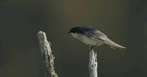 Tree swallow on branch, green soft bokeh, 4k Video stock 242195919