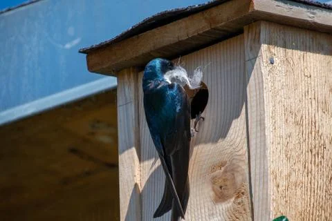 Tree swallow bringing the staff for nesting. Stock Photos
