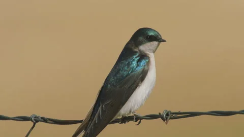Tree swallow, closeup, perched on a barb wire fence, 4k Stock Footage 172318642
