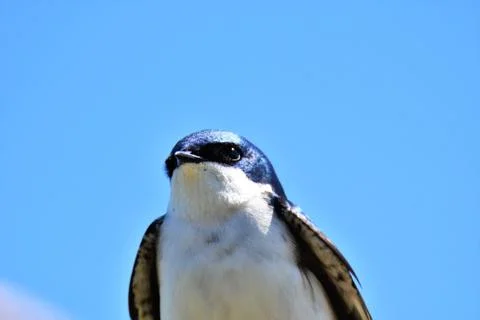 Tree swallow closeup Stock Photos
