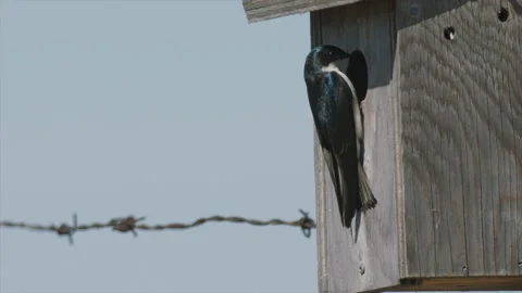 Tree swallow enters a nest box in spring, bird, closeup, 4k Stock Footage 172317665