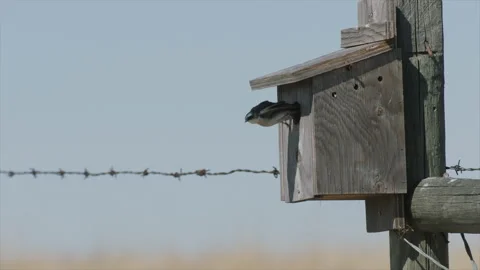 Tree swallow exits a nest box during breeding season, 4k Stock Footage 172317461