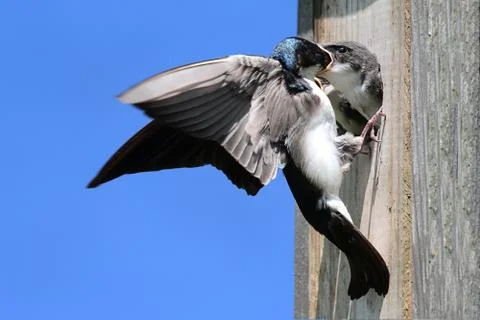 Tree swallow feeding babies Stock Photos