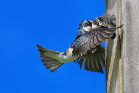 Tree swallow feeding babies Stock Photos