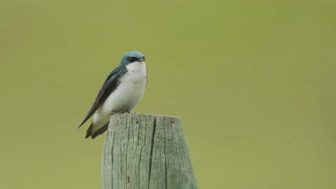 Tree swallow on a fence post with green background, 4k Video stock 172318006