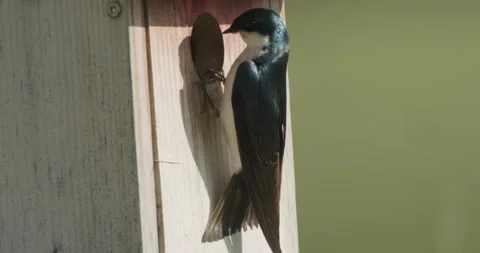 Tree swallow flies into nest box hole to tend young, spring, 4k Stock Footage 242195740