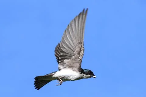 Tree swallow in flight Stock Photos