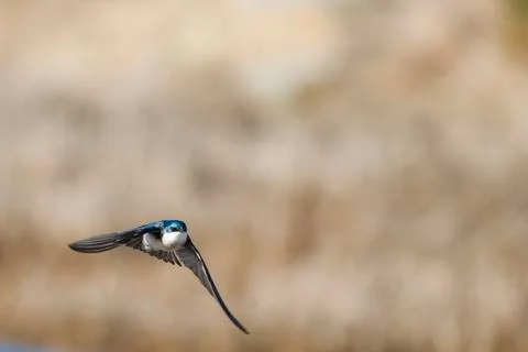 Tree Swallow in flight Stock Photos