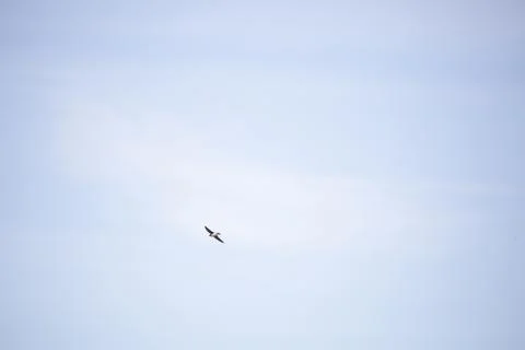 Tree Swallow in Flight Stock Photos