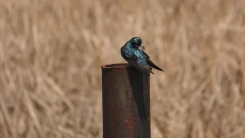 Tree Swallow Stock Footage 155856675