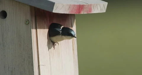 Tree swallow hangs out of nest box hole in spring, 4k Stock Footage 242195800