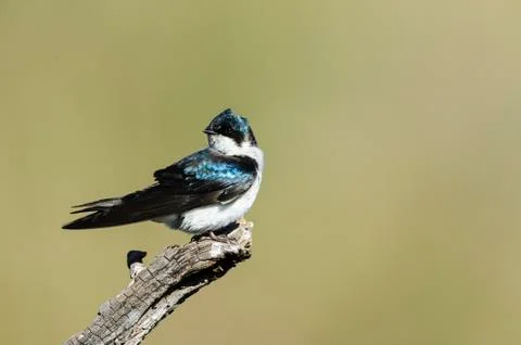 Tree Swallow with head facing tail Stock Photos