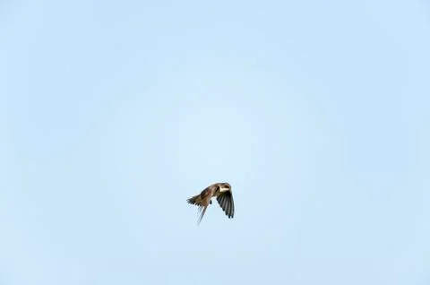 Tree Swallow hovering Stock Photos