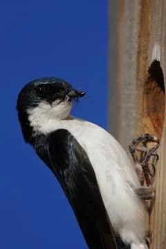 Tree swallow with insects Stock Photos