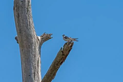 Tree Swallow in a Marshland Tree Stockfoto's