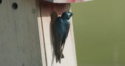 Tree swallow at nest box hole feeding young in spring, 4k Stock Footage 242195814
