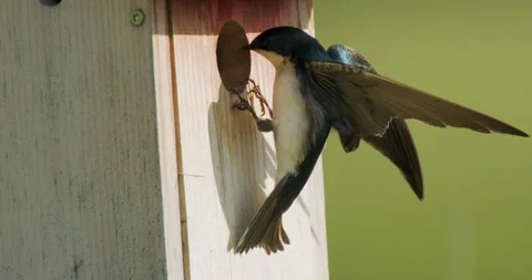 Tree swallow at a nest box hole, flies off to right, slo-mo, 4k Stock Footage 242197907
