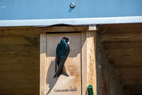 Tree swallow opening its beak wide. Foto stock