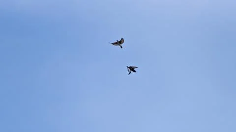 Tree Swallow Pair Mid-Flight over the Open Skies of America Stock Photos