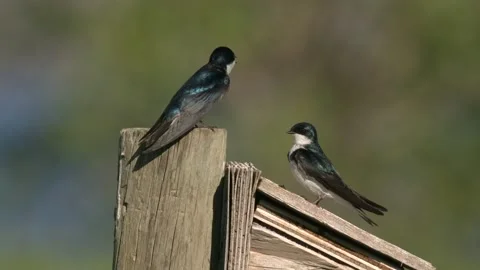Tree Swallow Pair Swallows Grooming Preening in Summer Bird House Birdhouse Box Stock Footage