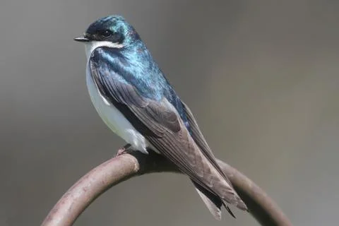 Tree swallow on a perch Stock Photos