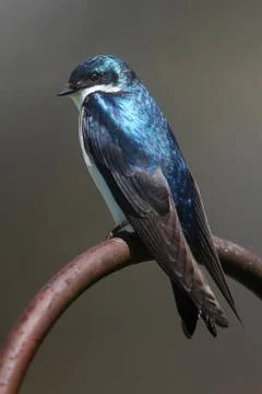 Tree swallow on a perch Stock Photos