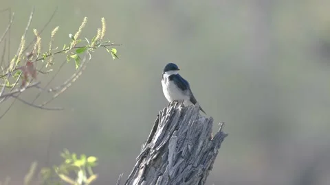 Tree Swallow perched on a branch Stock Footage 154612561