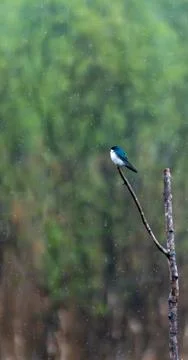 Tree swallow perched on a dead branch while raindrops fall. Stock Photos