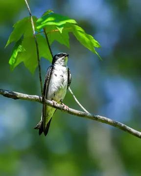 Tree swallow perched gracefully on a slender branch Stock Photos