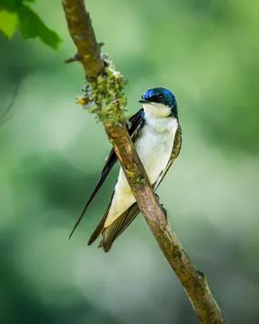 Tree Swallow perched on a lichen-covered branch Stock Photos