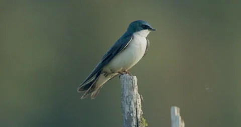 Tree swallow perched on limb facing right, cu, 4k Stock Footage 242197920