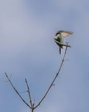 Tree swallow perched on the tip of a bare branch with one wing raise 스톡 사진