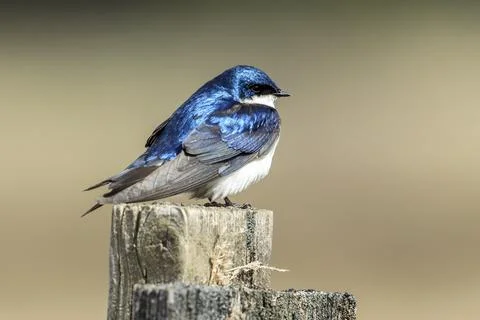 Tree swallow perched on wood post. Stock Photos