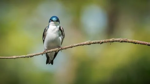 Tree Swallow perches calmly on thin branch Stock Photos