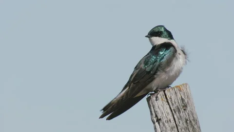 Tree swallow perches on a fence post, 4k Stock Footage 172318077