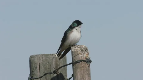 Tree swallow perches on a wire gate post, 4k Stock Footage 172318105