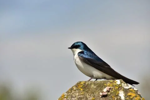 Tree swallow is perching on the stud. Stock Photos