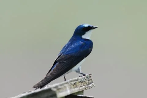 Tree swallow Stock Photos