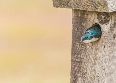 Tree swallow Stock Photos