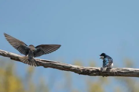 Tree Swallow Stock Photos