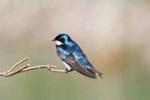 Tree Swallow 스톡 사진