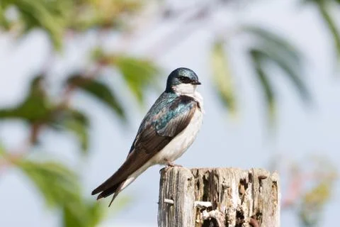 Tree Swallow 스톡 사진