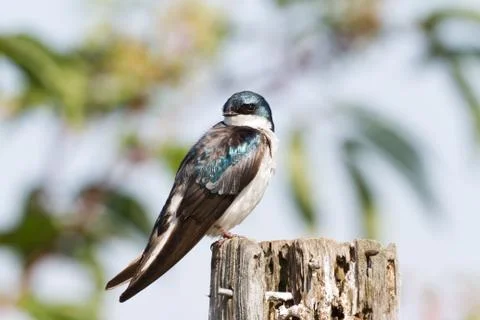 Tree Swallow Stock-Fotos