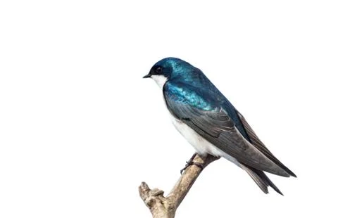 Tree Swallow Stock Photos