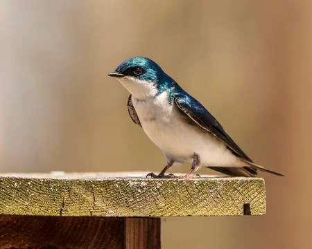 Tree Swallow Stock Photos
