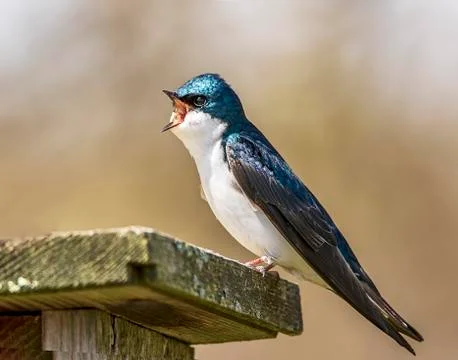 Tree Swallow Stock Photos