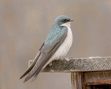 Tree Swallow Stock Photos