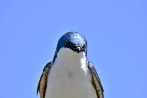 Tree swallow Stock Photos